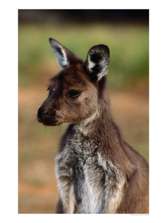 Juvenile Western Grey Kangaroo (Macropus Fuliginosis) Flinders Chase Np, Kangaroo Island, Australia by Ross Barnett Pricing Limited Edition Print image