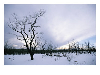 A Desolate, Snowy Winter Landscape With Fire-Damaged Trees by Rich Reid Pricing Limited Edition Print image