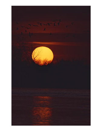 Silhouetted Sandhill Cranes Fly Over A Setting Sun by Tom Murphy Pricing Limited Edition Print image