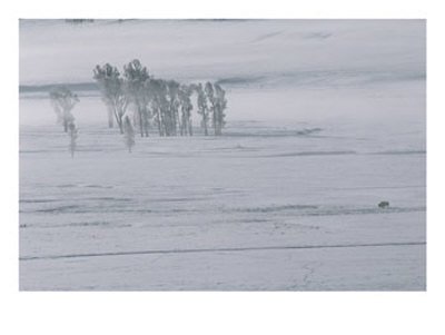 A Lone American Bison Stands On A Snowy Plain Near Cottonwood Trees by Tom Murphy Pricing Limited Edition Print image
