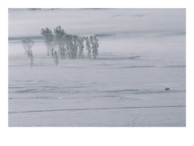 A Lone American Bison Stands On A Snowy Plain Near Cottonwood Trees by Tom Murphy Pricing Limited Edition Print image