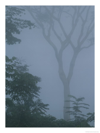 Delicate Trees Appear Out Of The Mist In A Rain Forest by Mattias Klum Pricing Limited Edition Print image