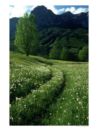 Meadow & Mountains, Grundlsee, Austria by Elfi Kluck Pricing Limited Edition Print image