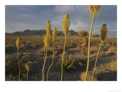Scenic View Of Desert by Phil Schermeister Pricing Limited Edition Print image