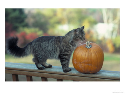Maine Coon Cat Standing On Rail With A Pumpkin by Tony Ruta Pricing Limited Edition Print image