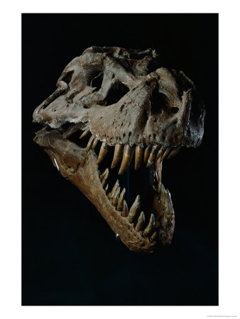 Skull Of A Tyrannosaurus Rex by Ira Block Pricing Limited Edition Print image