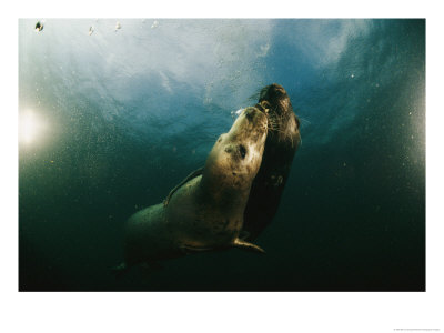 Two Seals Playing Together Underwater by Bill Curtsinger Pricing Limited Edition Print image
