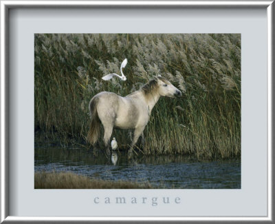 Horse, Herons & Reeds by Hans Silvester Pricing Limited Edition Print image