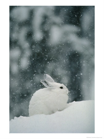 Snow Falls On A Snowshoe Hare In Its Winter Coat by Michael S. Quinton Pricing Limited Edition Print image