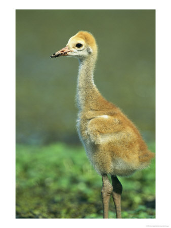 Juvenile Crane On Floridas Gulf Coast by Klaus Nigge Pricing Limited Edition Print image