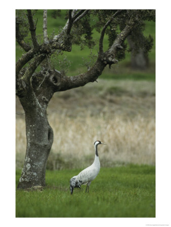 Common Crane Standing In Grass Under A Gnarled Tree by Klaus Nigge Pricing Limited Edition Print image