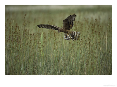 A Northern Harrier Hawk Clutches An Insect In Its Talons by Klaus Nigge Pricing Limited Edition Print image