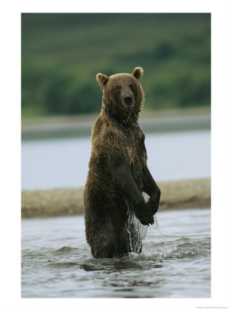 A Wet Brown Bear Stands In A River by Klaus Nigge Pricing Limited Edition Print image