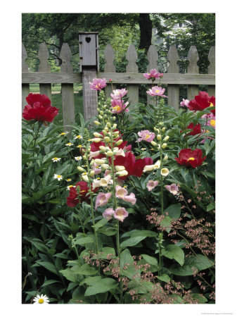 Peonies And Other Flowers Blooming By Fence by Priscilla Connell Pricing Limited Edition Print image