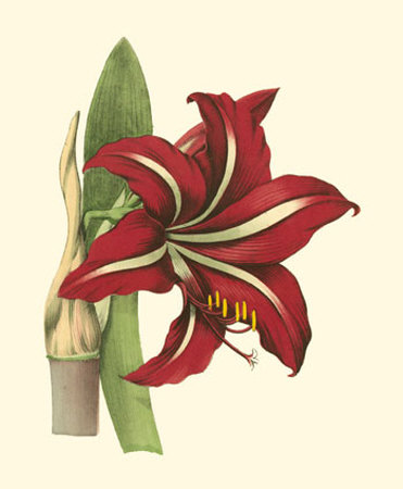 Amaryllis I by Hogg Pricing Limited Edition Print image