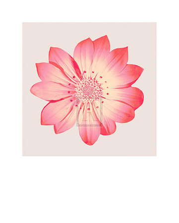 Pink Flowers Iii by Katja Marzahn Pricing Limited Edition Print image