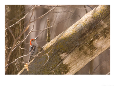 A Red-Bellied Woodpecker (Melanerpes Carolinus) Sits On A Tree Branch by Joel Sartore Pricing Limited Edition Print image