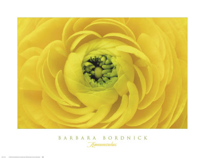 Ranunculas by Barbara Bordnick Pricing Limited Edition Print image