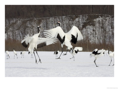 Endangered Red-Crowned Cranes (Grus Japonensis) In Snowy Mating Dance by Roy Toft Pricing Limited Edition Print image