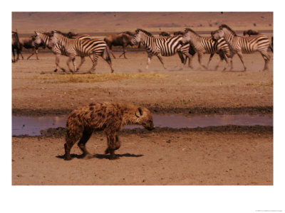 A Spotted Hyena Walks Near A Herd Of Zebras (Crocuta Crocuta) by Roy Toft Pricing Limited Edition Print image