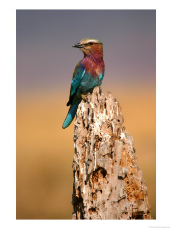 Close View Of A Lilac-Breasted Roller Perched On A Termite Mound (Coracias Caudata) by Roy Toft Pricing Limited Edition Print image