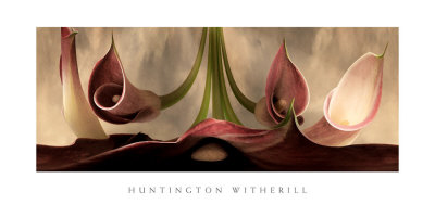 Calla Lilies No. 11 by Huntington Witherill Pricing Limited Edition Print image