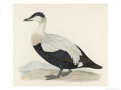 Eider Duck by Reverend Francis O. Morris Pricing Limited Edition Print image