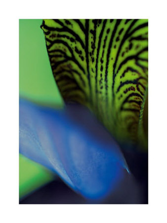 Iris Ii by Marc Ayrault Pricing Limited Edition Print image