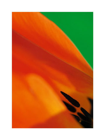 Tulipe I by Marc Ayrault Pricing Limited Edition Print image