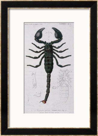 African Scorpion by Francois Le Vaillant Pricing Limited Edition Print image