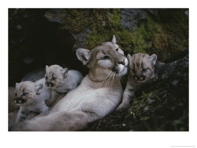 Mother Mountain Lion, Felis Concolor, Rests With Her Two-Week-Olds by Jim And Jamie Dutcher Pricing Limited Edition Print image