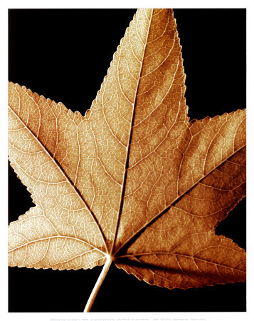 Grand Maple Leaf by Helvio Faria Pricing Limited Edition Print image