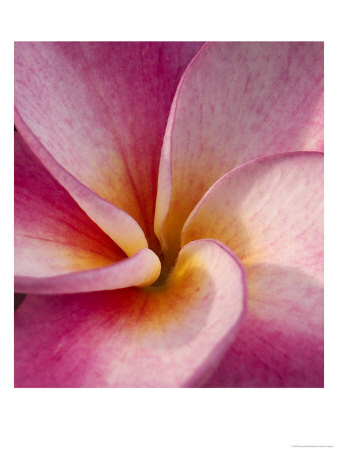 Detail Of Plumeria At Molokai Plumerias, Molokai, Hawaii, Usa by Bruce Behnke Pricing Limited Edition Print image