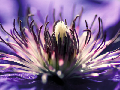 Purple Melody by Kirsten Riedt Pricing Limited Edition Print image