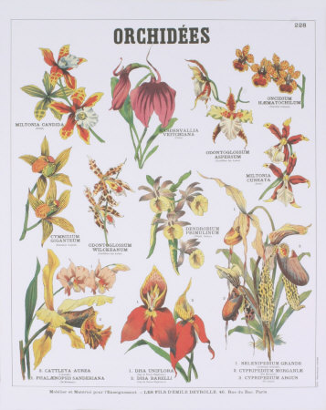 Orchids Teaching Chart by Deyrolle Pricing Limited Edition Print image
