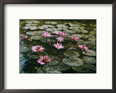 Beautiful Pink Lotus Water Lilies Bloom In A Canal In Bangkok by W. Robert Moore Pricing Limited Edition Print image