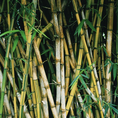 Bamboo Cane by Bernd Vogel Pricing Limited Edition Print image