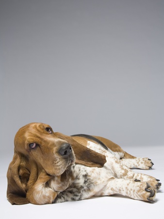 Basset-Hound by Robert Recker Pricing Limited Edition Print image