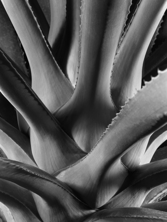 Agave by Leonard Gertz Pricing Limited Edition Print image