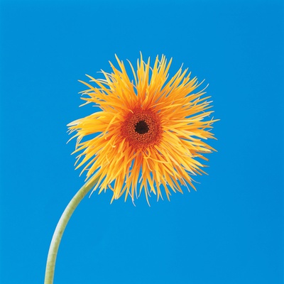 Spider Gerbera Daisy by Heide Benser Pricing Limited Edition Print image