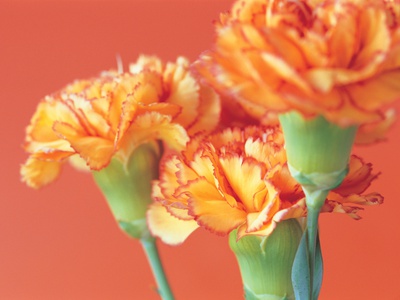 Carnations by Heide Benser Pricing Limited Edition Print image