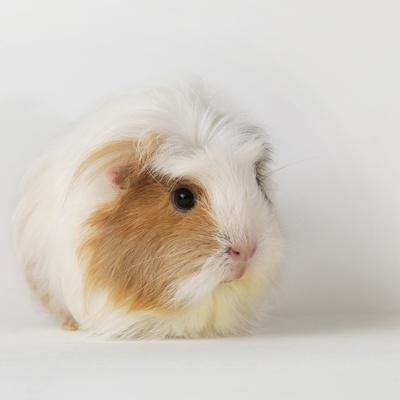Guinea Pig Sitting On White Background by Jens Lucking Pricing Limited Edition Print image