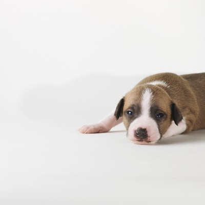 Dog Lying On White Background by Jens Lucking Pricing Limited Edition Print image