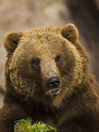 Grizzly Bear Eating Grass by Jay Ryser Pricing Limited Edition Print image