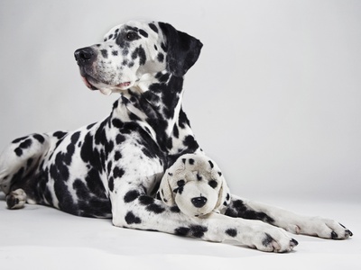 Adult Dalmatian With Stuffed Toy Dog by Seth Joel Pricing Limited Edition Print image