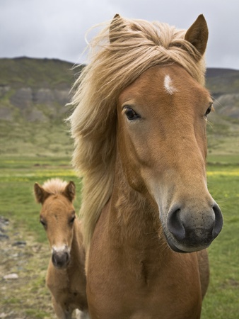 Horses, Mare And Colt, Near Husafell, West Iceland by Mary Ellen Mcquay Pricing Limited Edition Print image