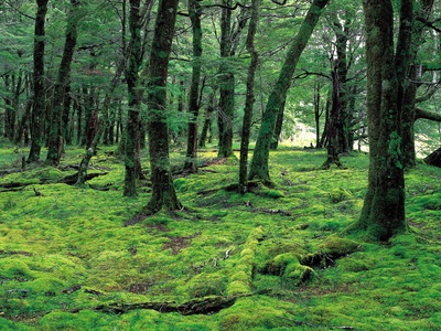Dense Forest With Ferns by Mark Newman Pricing Limited Edition Print image