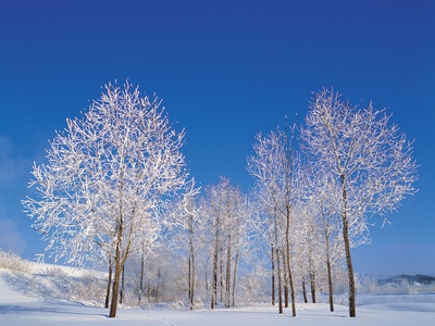 Snow, Covered, Trees by Londie G. Padelsky Pricing Limited Edition Print image