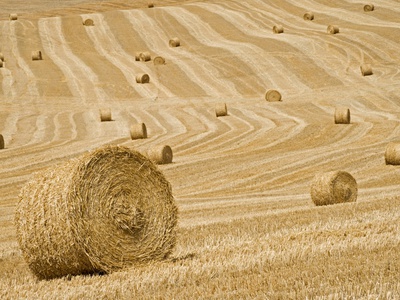 Italy, Tuscany, Harvested Corn Field, Bales Of Straw by Fotofeeling Pricing Limited Edition Print image
