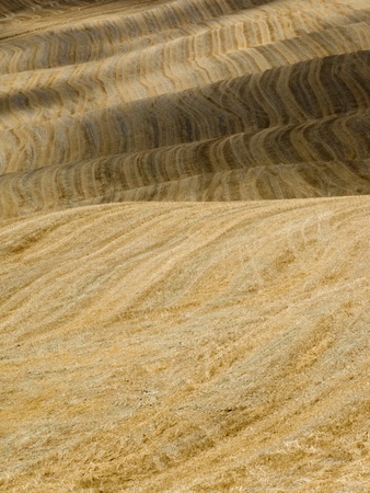 Italy, Tuscany, Harvested Corn Fields, Full Frame by Fotofeeling Pricing Limited Edition Print image